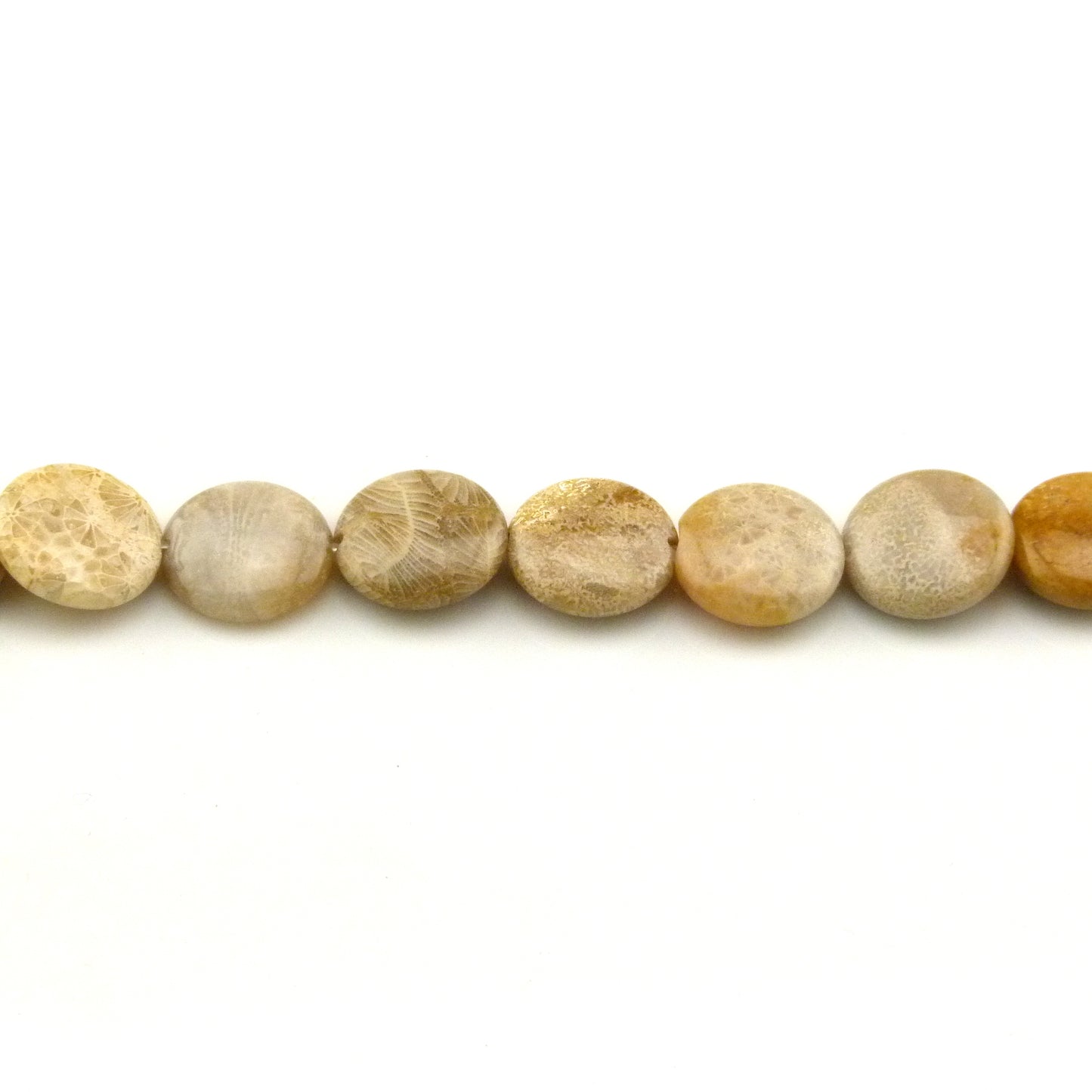 Fossil Coral