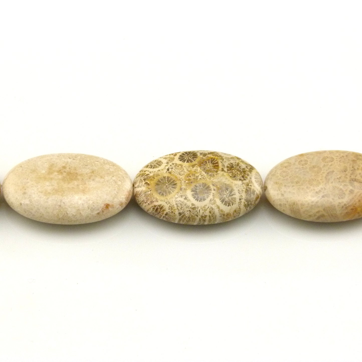 Fossil Coral