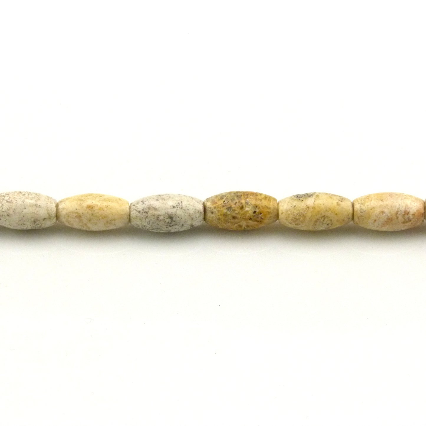 Fossil Coral